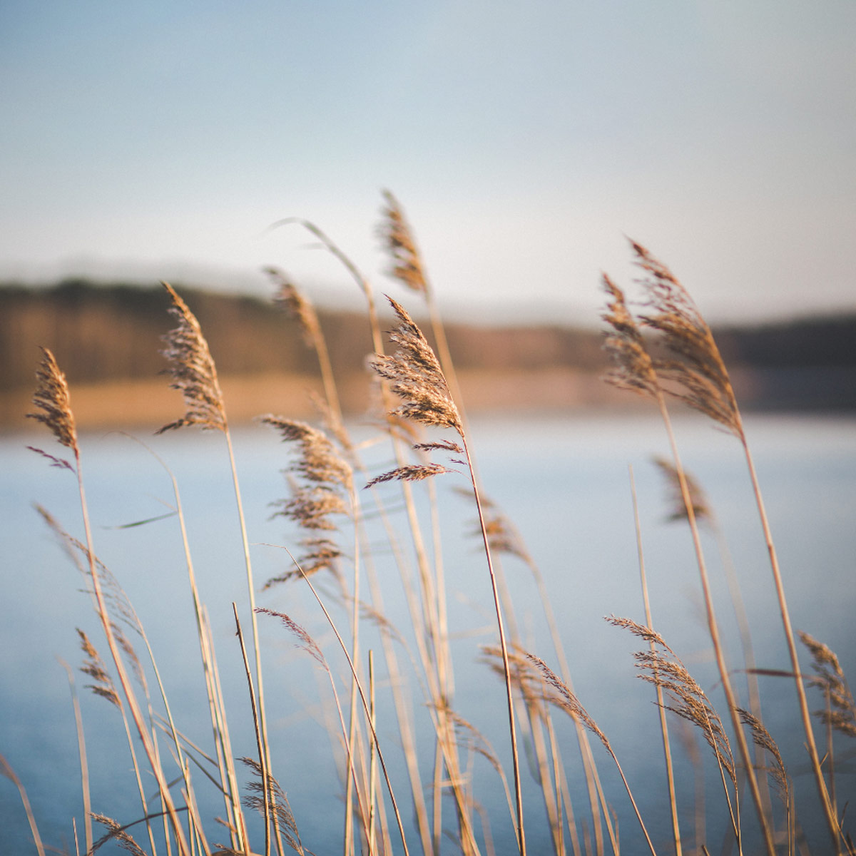 Reflections at Lakeside